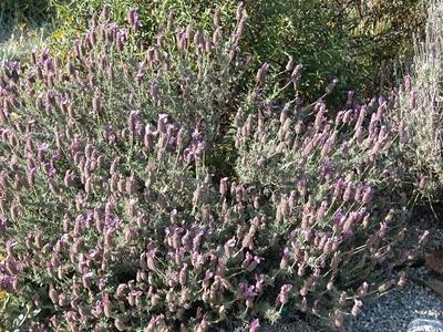 Lavandula stoechas