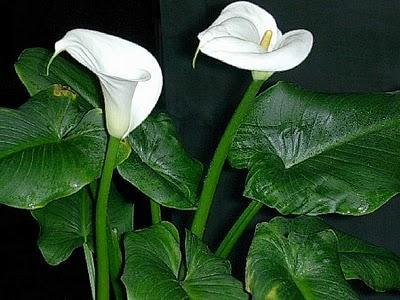 Zantedeschia aethiopica