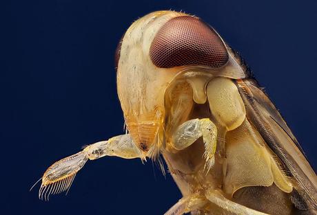 Premios Nikon Small World 2011