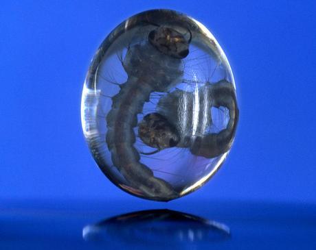 Premios Nikon Small World 2011