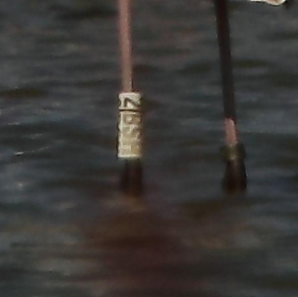 VIAJE AL SUR-FLAMENCOS EN CÁDIZ 1º CAPITULO-(TRAVEL SOUTH GREATER FLAMINGO CÁDIZ CHAPTER 1º