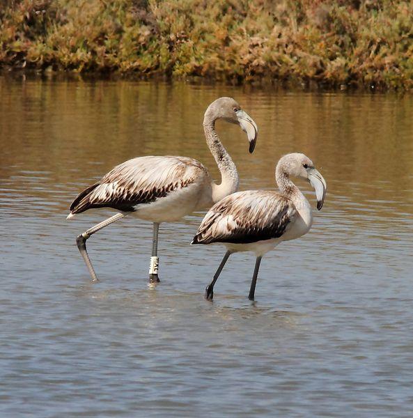 VIAJE AL SUR-FLAMENCOS EN CÁDIZ 1º CAPITULO-(TRAVEL SOUTH GREATER FLAMINGO CÁDIZ CHAPTER 1º