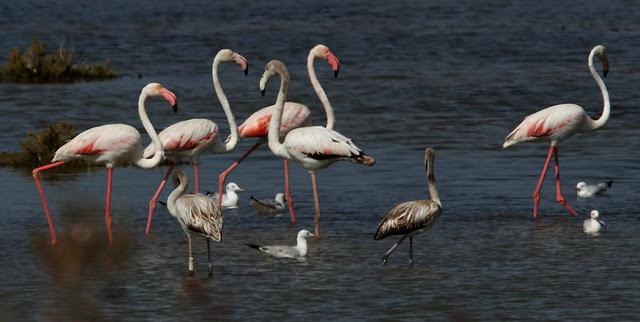 VIAJE AL SUR-FLAMENCOS EN CÁDIZ 1º CAPITULO-(TRAVEL SOUTH GREATER FLAMINGO CÁDIZ CHAPTER 1º