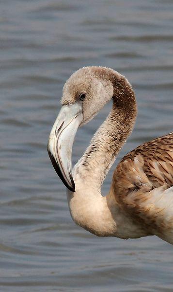 VIAJE AL SUR-FLAMENCOS EN CÁDIZ 1º CAPITULO-(TRAVEL SOUTH GREATER FLAMINGO CÁDIZ CHAPTER 1º