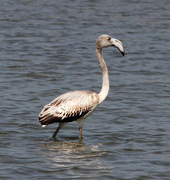 VIAJE AL SUR-FLAMENCOS EN CÁDIZ 1º CAPITULO-(TRAVEL SOUTH GREATER FLAMINGO CÁDIZ CHAPTER 1º