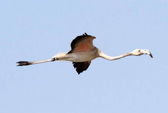 VIAJE AL SUR-FLAMENCOS EN CÁDIZ 1º CAPITULO-(TRAVEL SOUTH GREATER FLAMINGO CÁDIZ CHAPTER 1º