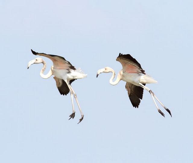 VIAJE AL SUR-FLAMENCOS EN CÁDIZ 1º CAPITULO-(TRAVEL SOUTH GREATER FLAMINGO CÁDIZ CHAPTER 1º