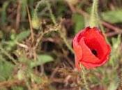 Amapolas Gaztelumendi: roja amarilla