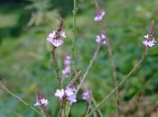 Sobre pasmobelarra.....