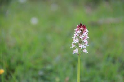 Orquídeas de primavera en Gaztelumendi