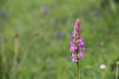 Orquídeas de primavera en Gaztelumendi