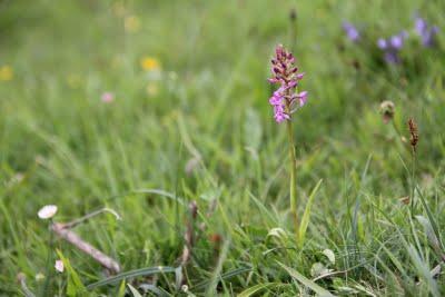 Orquídeas de primavera en Gaztelumendi