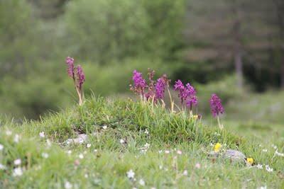 Orquídeas de primavera en Gaztelumendi
