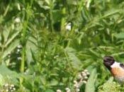 taravilla Pitxartxar burubeltza.... especie interés especial