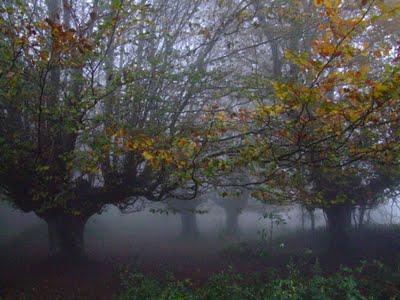 Hayas trasmochas en Gaztelumendi