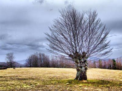 Hayas trasmochas en Gaztelumendi
