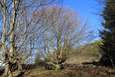 Hayas trasmochas en Gaztelumendi