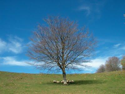 Hayas trasmochas en Gaztelumendi