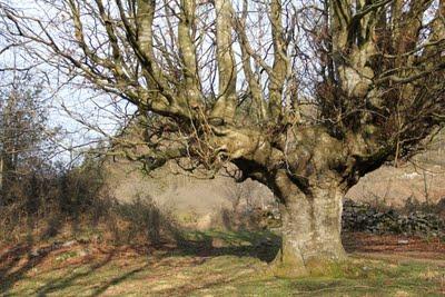 Hayas trasmochas en Gaztelumendi