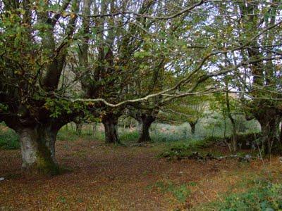 Hayas trasmochas en Gaztelumendi