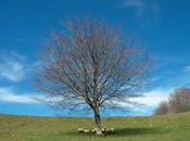 Hayas trasmochas Gaztelumendi