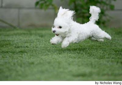 El maltrato no es de humanos