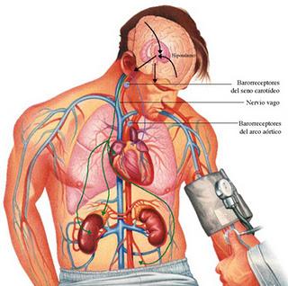 Hipertensión Arterial, Valores Normales
