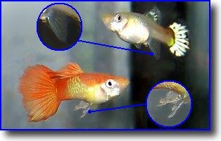 Diferencias entre Guppy macho y hembra