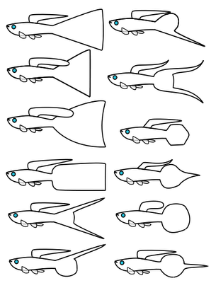 Guppy caracteristicas de la colas