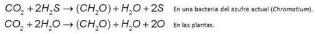 bacteriasazufre Nuevo récord en microfósiles