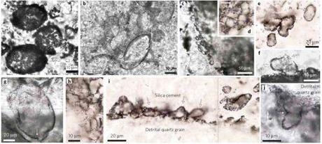 Microfossils of sulphur-metabolizing cells in 3.4-billion-year-old rocks of Western Australia Microfossils of sulphur-metabolizing cells in 3.4-billion-year-old rocks of Western Australia