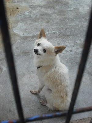 Chiguagua viejito y tuerto ¡SACRIFICAN! Perrera de Jerez (Cadiz)