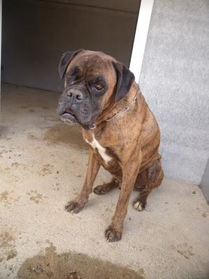 KUM PERRO CIEGO Y BOXER SIN UN OJO. (SEVILLA)