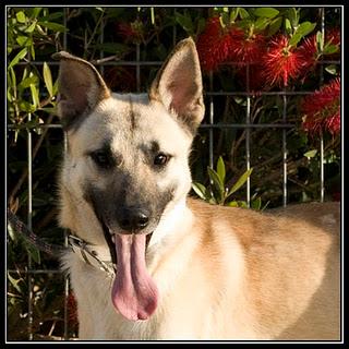 KUM PERRO CIEGO Y BOXER SIN UN OJO. (SEVILLA)