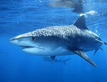 Creado el santuario de tiburones más grande del mundo