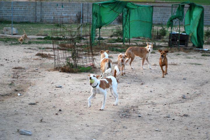 …. Ayer por la tarde , patio de Amidea....