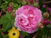 puede trasladar rosal jardín? ¿Cuando como?