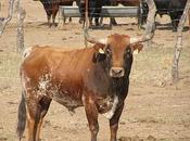 datos históricos ratifican sangre jijona ganaderia peñajara