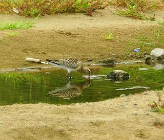 El primer chorlito gris