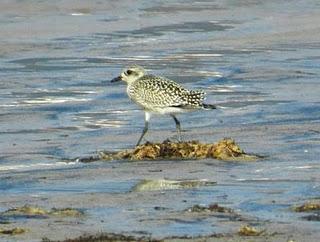 El primer chorlito gris