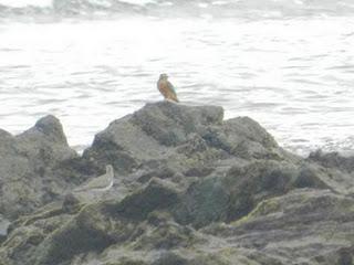 El primer chorlito gris