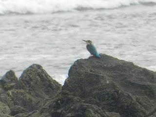 El primer chorlito gris