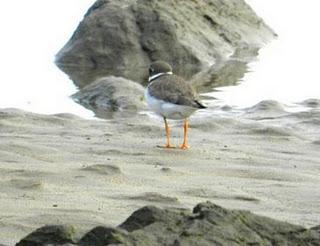 El primer chorlito gris