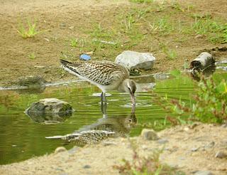 El primer chorlito gris