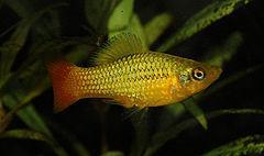 Pez Platy Xiphophorus variatus