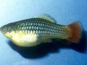 Platy Xiphophorus variatus
