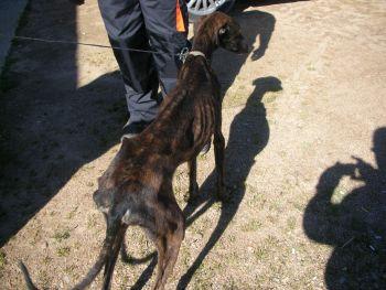 Galgo abandonado en Olivenza (Badajoz).