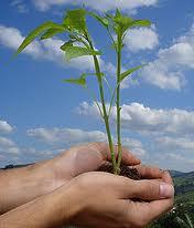 MANEJO ECOLÓGICO DE LAS PLAGAS