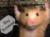 hámster 'bajo arresto' deudas contraídas dueño.