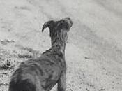 Reto días, libros, Nóbel